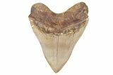 Serrated, Fossil Megalodon Tooth - Indonesia #208766-2